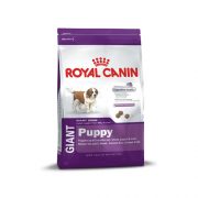 royal-giant-puppy-15k